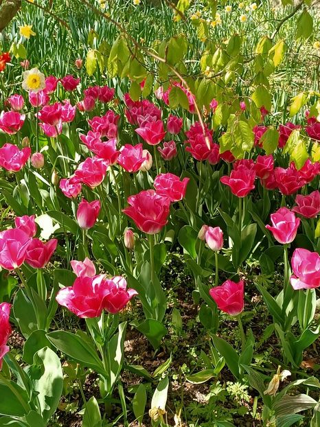 Img.2022.04.18 - Flori