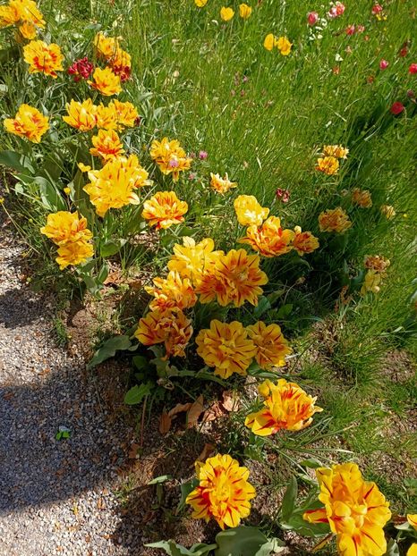 Img.2022.04.18 - Flori
