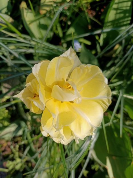 Img.2022.04.18 - Flori