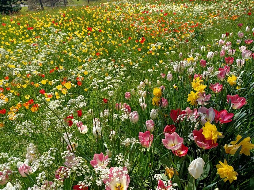 Img.2022.04.18 - Flori