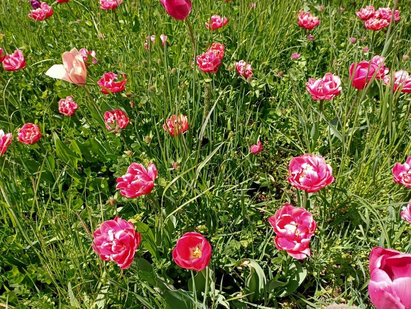 Img.2022.04.18 - Flori