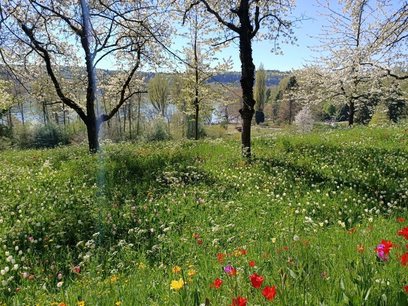 Img.2022.04.18 - Flori