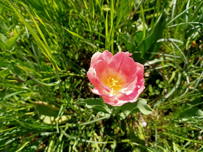 Img.2022.04.18 - Flori