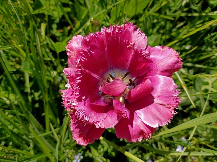 Img.2022.04.18 - Flori