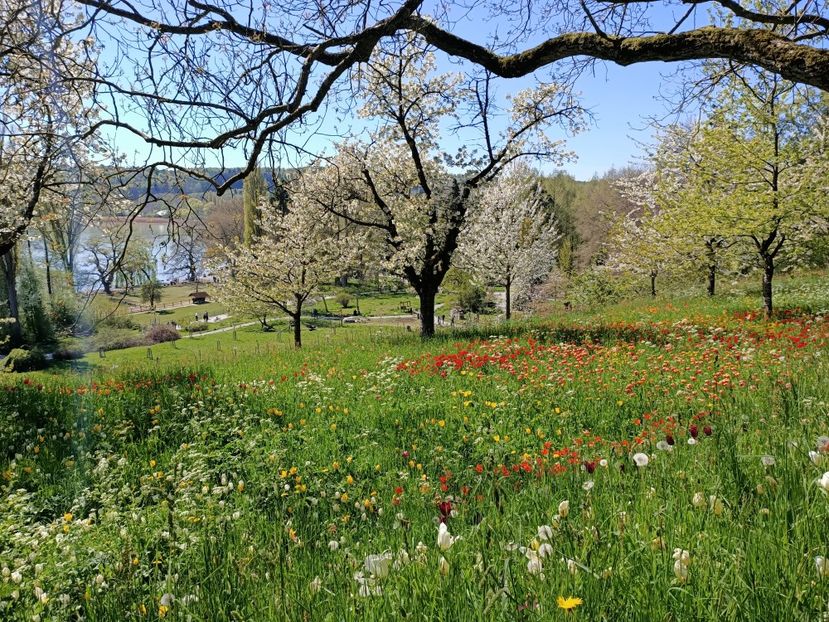 Img.2022.04.18 - Flori