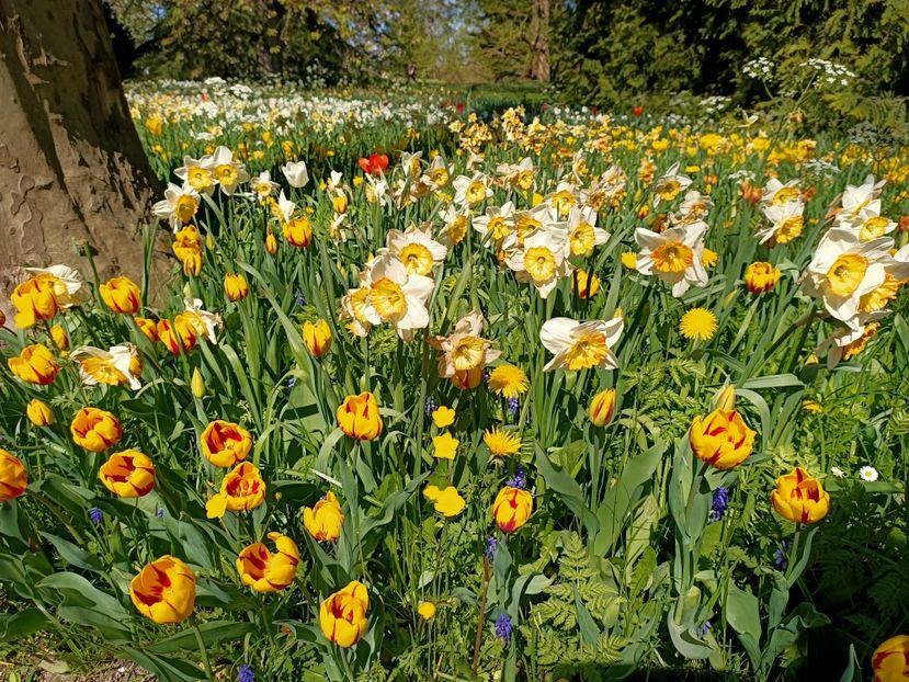 Img.2022.04.18 - Flori