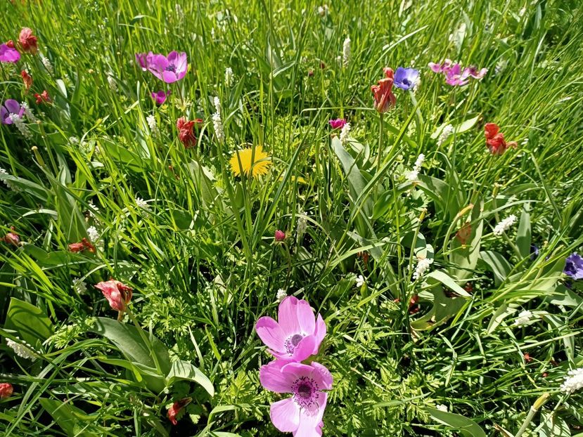 Img.2022.04.18 - Flori