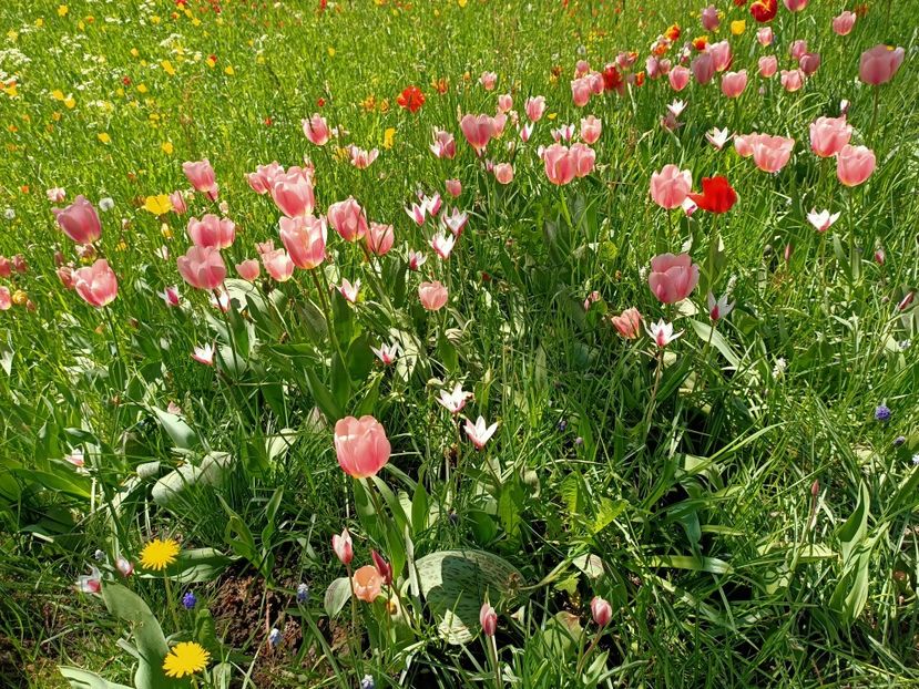 Img.2022.04.18 - Flori