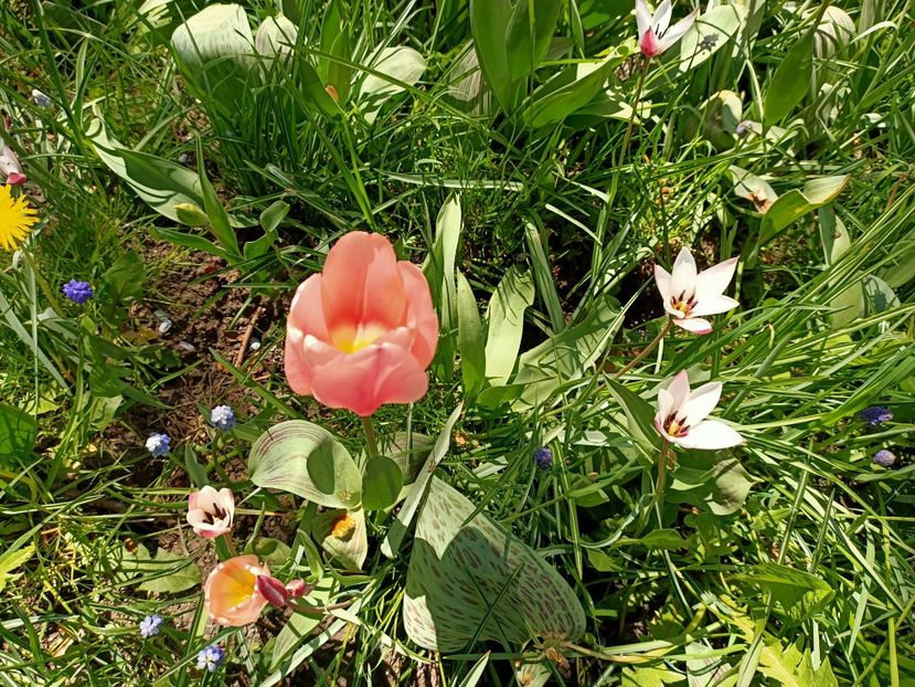 Img.2022.04.18 - Flori