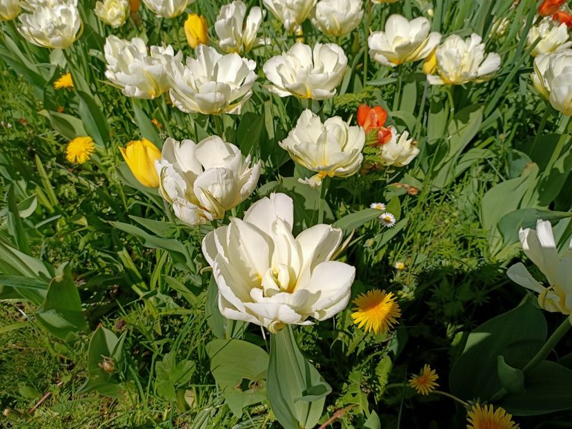 Img.2022.04.18 - Flori