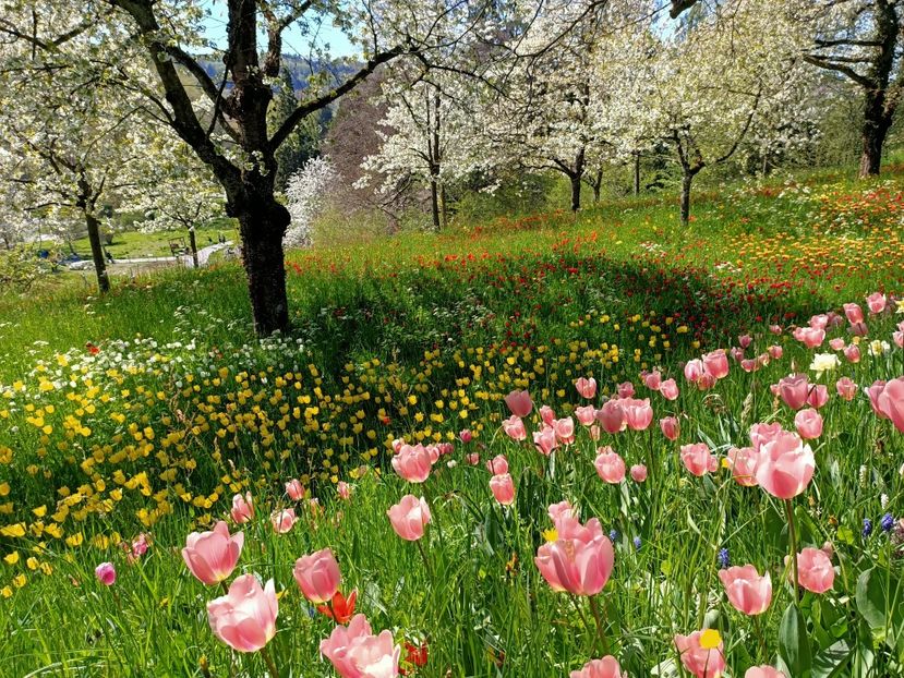 Img.2022.04.18 - Flori