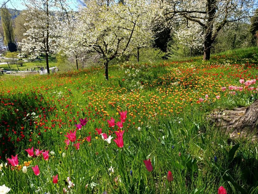 Img.2022.04.18 - Flori