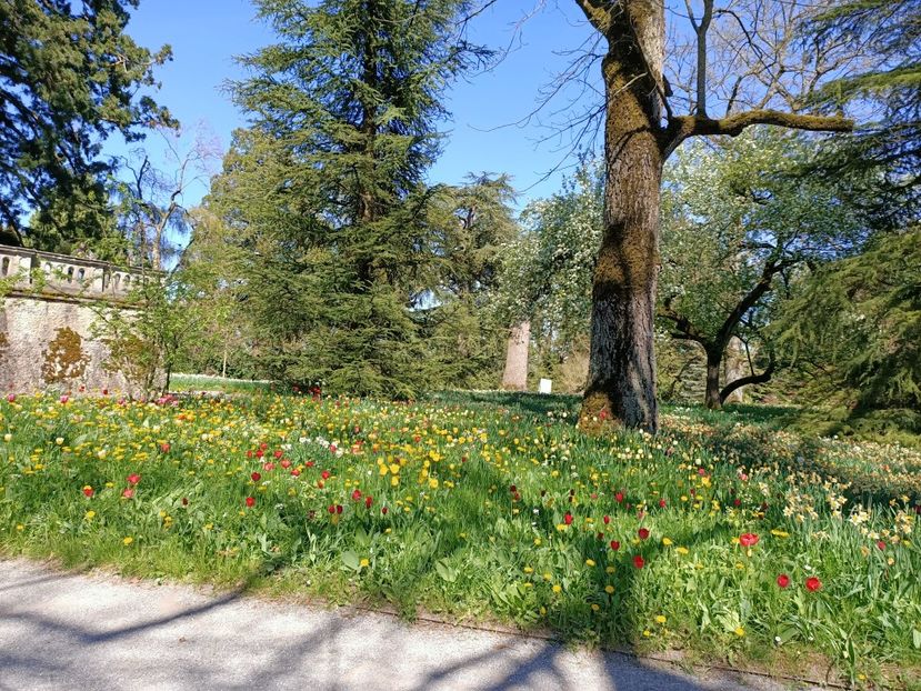 Img.2022.04.18 - Flori