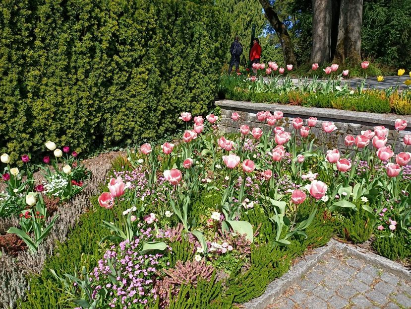 Img.2022.04.18 - Flori