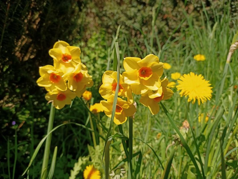 Img.2022.04.18 - Flori