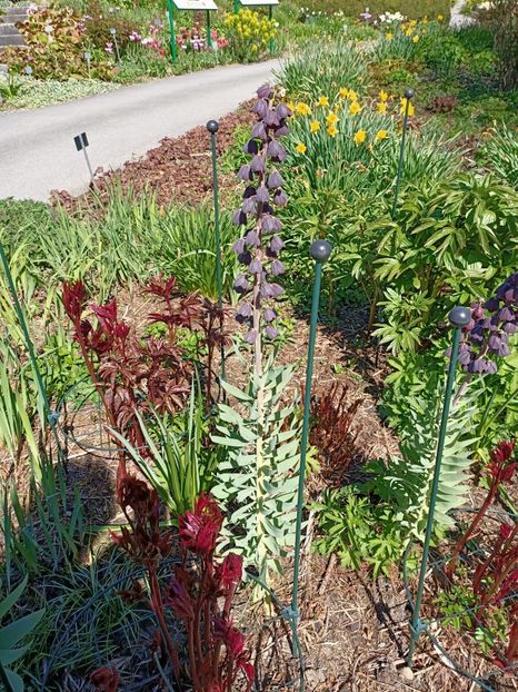 Img.2022.04.18 - Flori