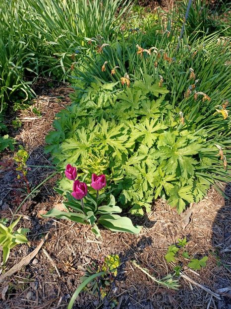 Img.2022.04.18 - Flori