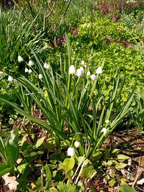 Img.2022.04.18 - Flori