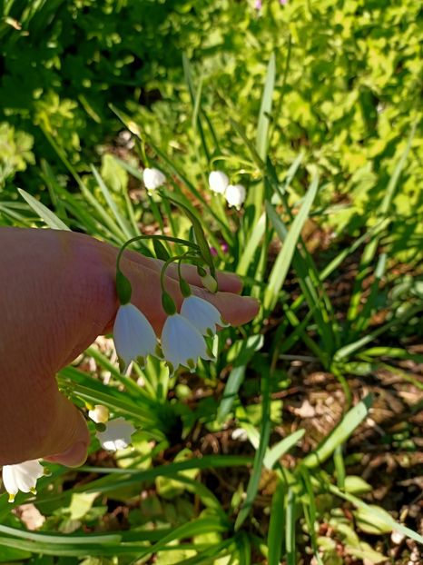 Img.2022.04.18 - Flori