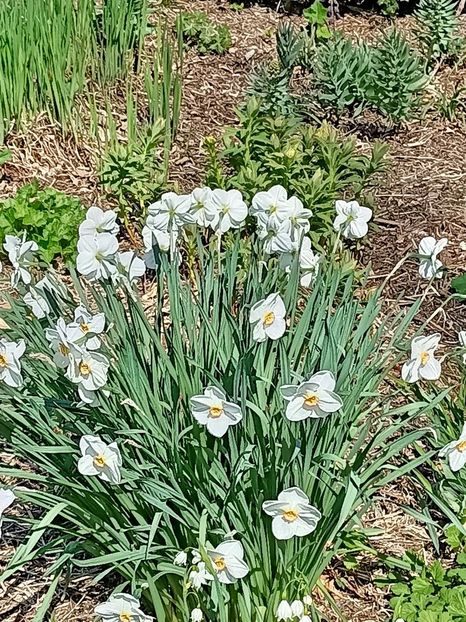 Img.2022.04.18 - Flori