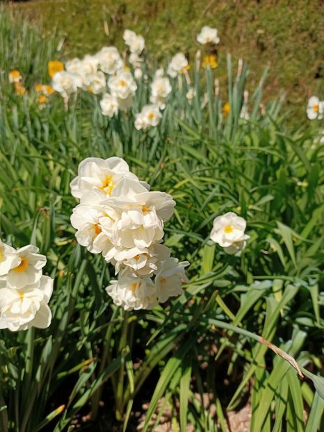 Img.2022.04.18 - Flori