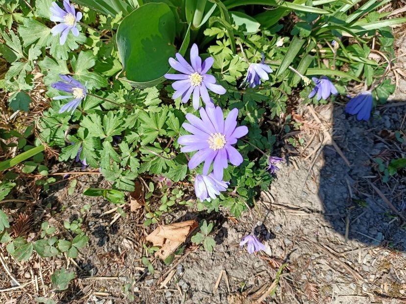 Img.2022.04.18 - Flori