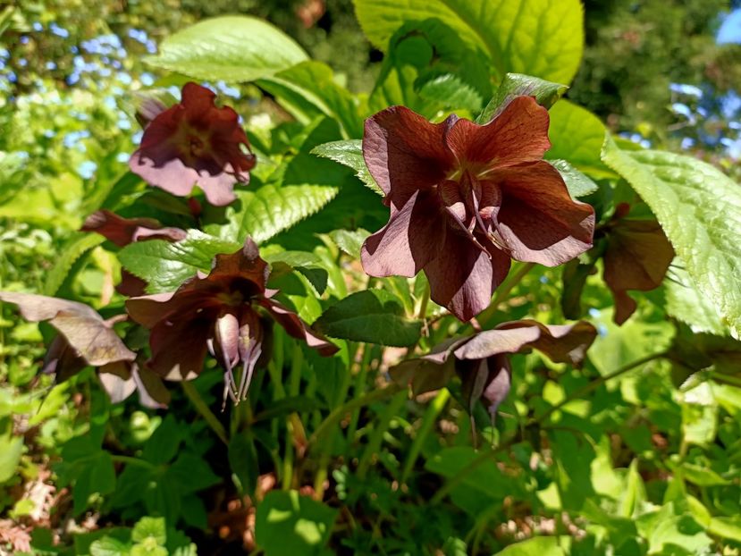 Img.2022.04.18 - Flori