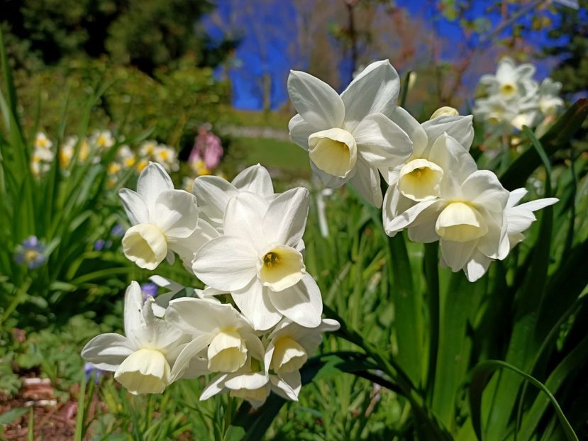 Img.2022.04.18 - Flori