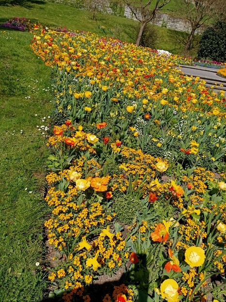 Img.2022.04.18 - Flori