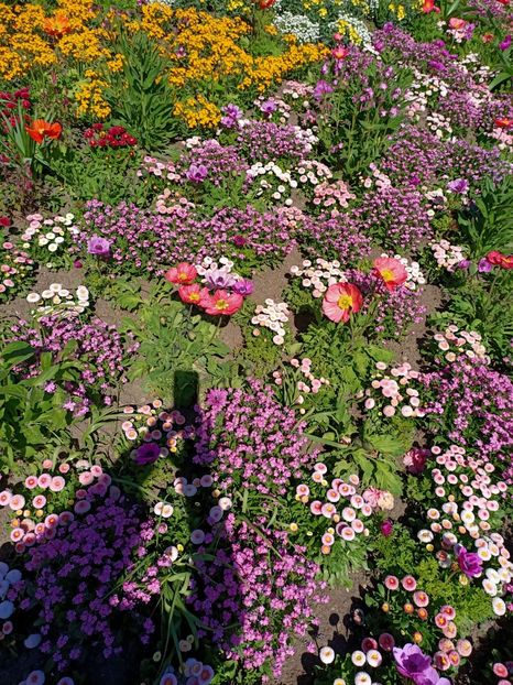 Img.2022.04.18 - Flori