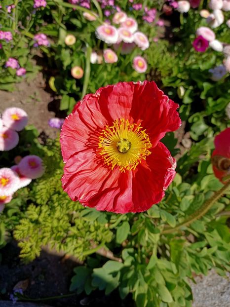 Img.2022.04.18 - Flori