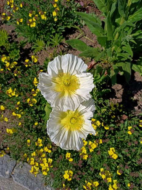 Img.2022.04.18 - Flori