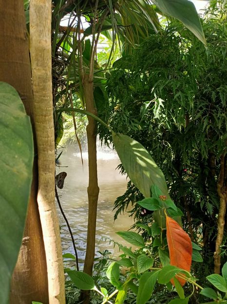 Img.2022.04.18 - Fluturi