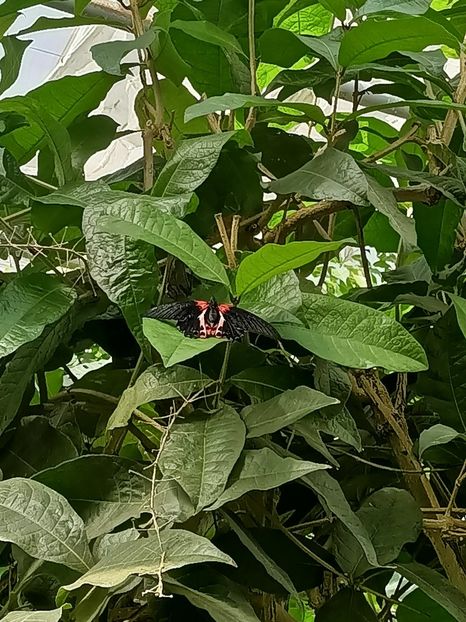 Img.2022.04.18 - Fluturi