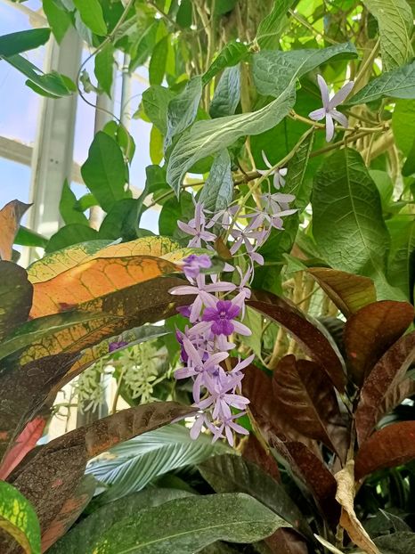 Img.2022.04.18 - Fluturi