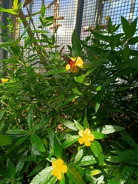 Img.2022.04.18 - Fluturi