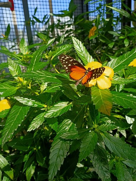 Img.2022.04.18 - Fluturi