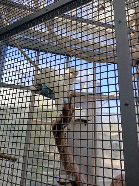 Img.2022.04.18 - Fluturi