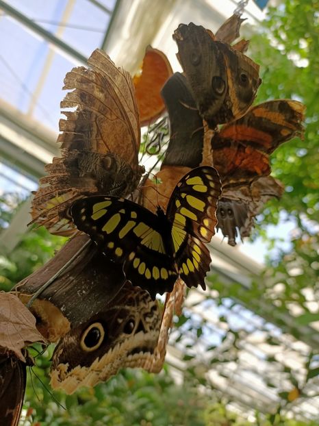 Img.2022.04.18 - Fluturi