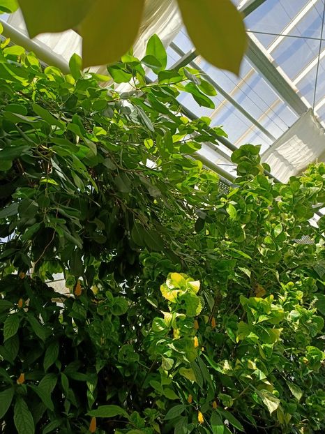 Img.2022.04.18 - Fluturi