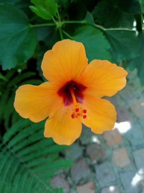 Img.2022.04.18 - Fluturi