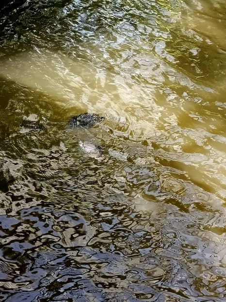 Img.2022.04.18 - Fluturi