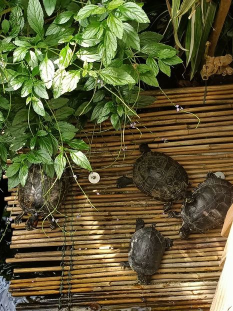 Img.2022.04.18- broscuțe ❤️ - Fluturi