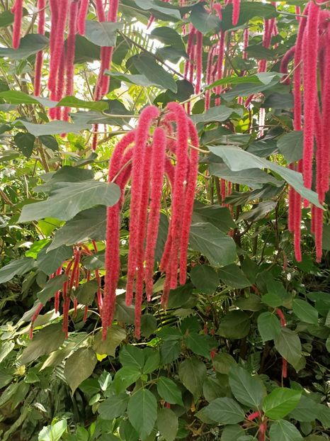 Img.2022.04.18 - Fluturi