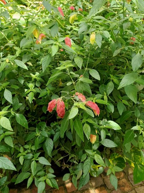 Img.2022.04.18 - Fluturi