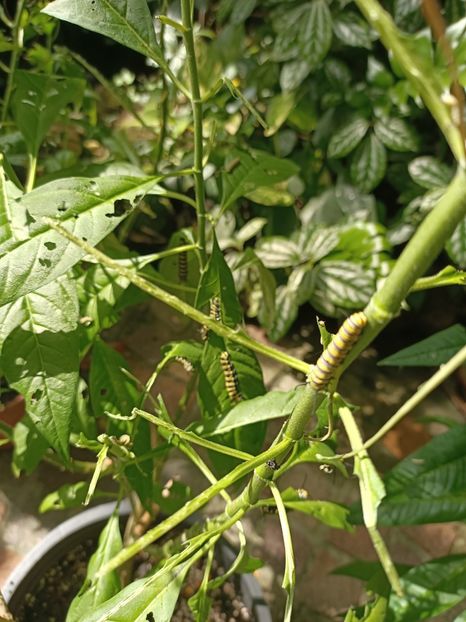 Img.2022.04.18-și cel mai frumos fluture a fost o... omidă :) - Fluturi