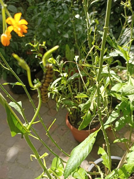 Img.2022.04.18- mâncare :) - Fluturi