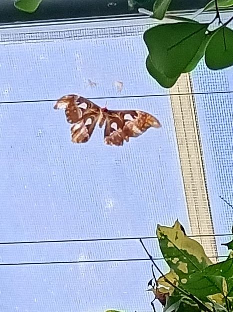 Img.2022.04.18 - Fluturi