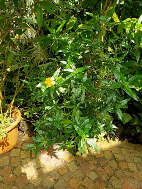 Img.2022.04.18 - Fluturi