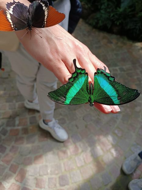 Img.2022.04.18 - Fluturi